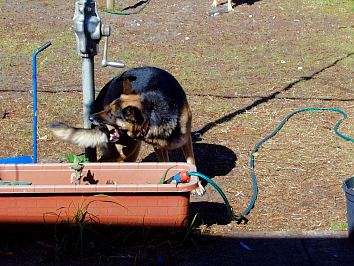 Smarty Chasing tail